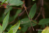 Slender Spreadwing (<em>Lestes rectangularis</em>)