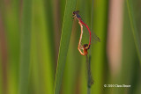 Eastern Red Damsels mating (<em>Amphiagrion saucium</em>)