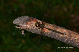 Shadow Darner (<em>Aeshna umbrosa</em>)