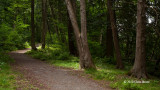 Baxter Conservation Area Forest Scene II