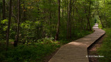Baxter Conservation Area Forest Scene I