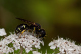 Digger Wasp (<em>Ectemnius sp.</em>)