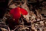 Hygrocybe punicea