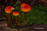 Possibly <em>Hygrocybe sp.</em>