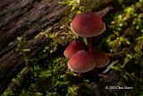 Mycena haematopus