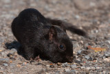 Black (melanistic) Eastern Chipmunk