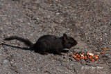 Black (melanistic) Eastern Chipmunk