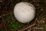 Wild Soccer Ball! (Giant Puffball)