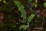 Ebony Spleenwort (Asplenium platyneuron)