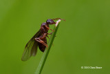 Reproductive Ant (<em>Lasius sp.</em>)