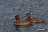 Redhead (molting male and female)