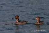 Redhead (molting male and female)