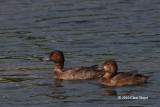 Redhead (molting male and female)
