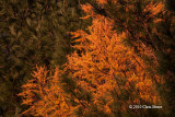 Last Light: Fall Tamarack