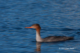 Red-breasted Merganser