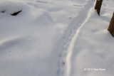 Porcupine Highway