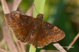 Wild Indigo Duskywing (<em>Erynnis baptisia</em>)