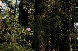 Redwoods0001