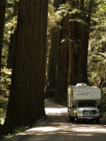 Redwood009