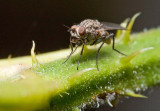 Tiny Fly on a bramble