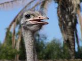 Ostrich