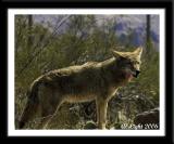 Mexican Wolf