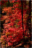 Fall Colors 2