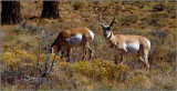 Pronghorn Antelope