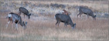 Mule Deer in Bryce Canyon