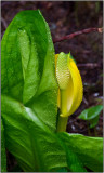 The Yellow Bloom of Skunk Cabbage