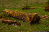 Moss-Covered Logs in the Rain Forest