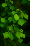 Leaves