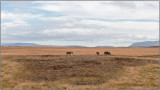 Icelandic Horses