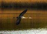 great Blue Heron 3 Kent Island.jpg