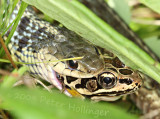 Garter snake eats pickerel frog