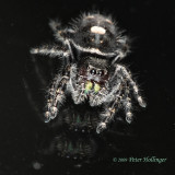 Bold Jumping Spider - Phidippus audax