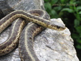 Garter Snake on Stone Ledge