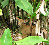 Calf in the Heliconia Garden