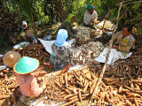 Peeling Cassava Roots to Dry