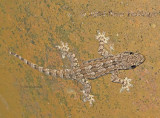 Flat-tailed House Gecko (<i>Hemidactylus platyurus</i>)
