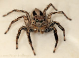 Javanese Jumping Spider