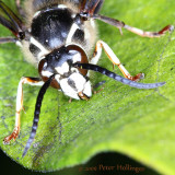 Baldfaced Hornet