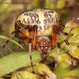 <i>Araneus marmoreus</i> - Marbled Orbweaver