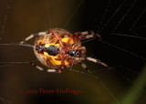 Spider Spinning