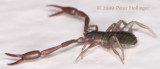 Pseudoscorpion