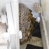 European Paper Wasp Nest