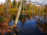 New Beaver Pond