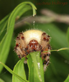 Marbled Orbweaver