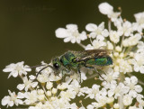 Green Wasp on Queen Annes Lace