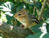 Chipmunk on Lilac